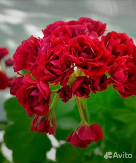 Герань розебудная