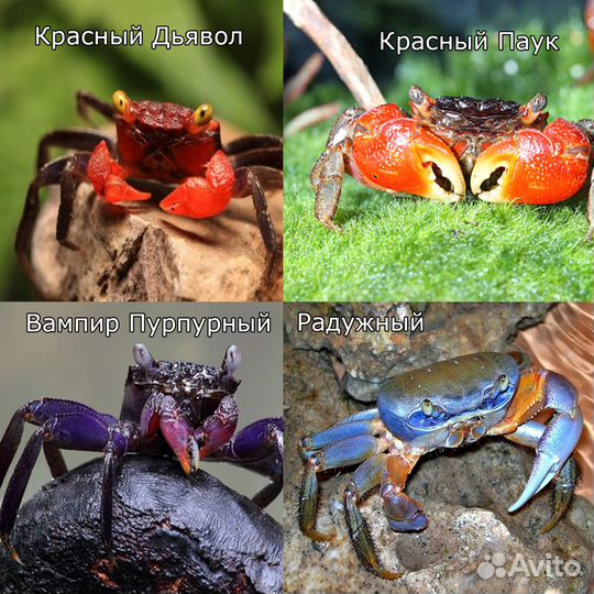 Крабы аквариумные - 11 видов - Аквасалон Дискус