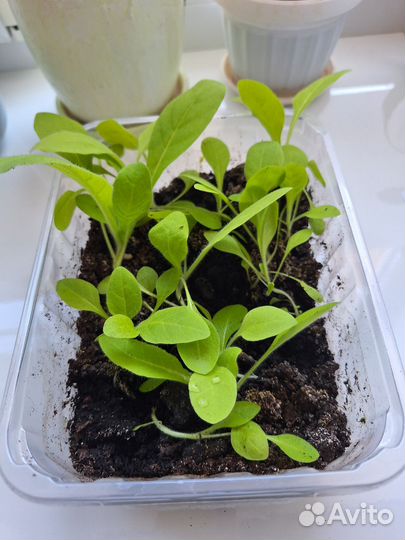 Рассада душистого табака