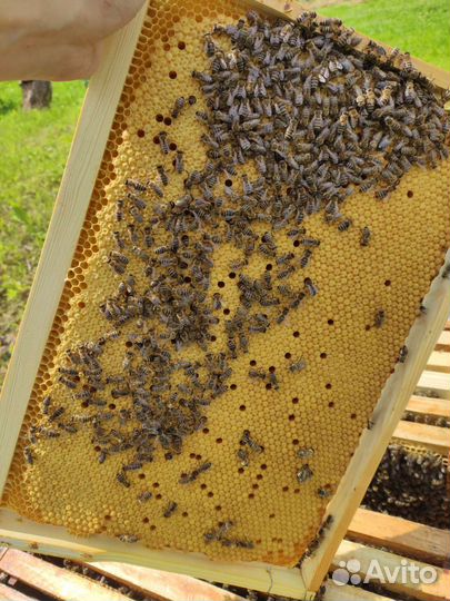 Пчелопакеты карника