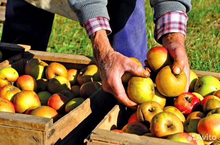 Сборщик яблок на сезон