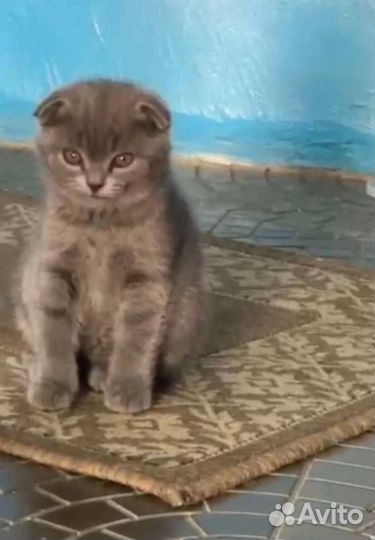 Вислоухая британка