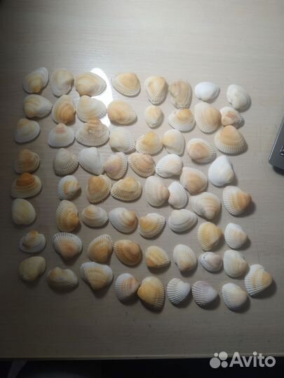 Ракушки гребешки