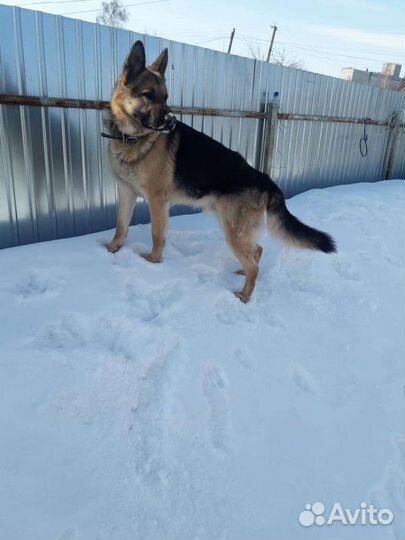 Кобель на вязку