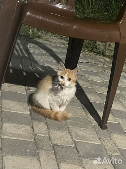 Котенок бесплатно