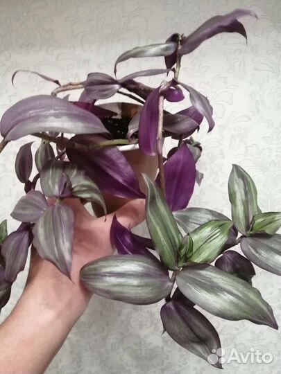 Традесканции сортовые