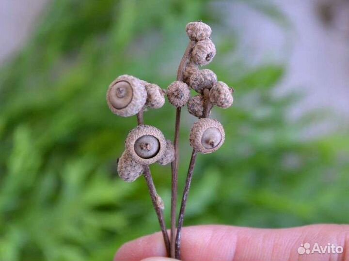 Желуди миниатюрные