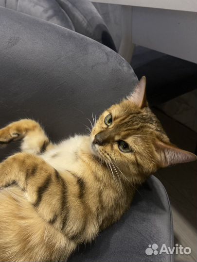 Кошечка Габи