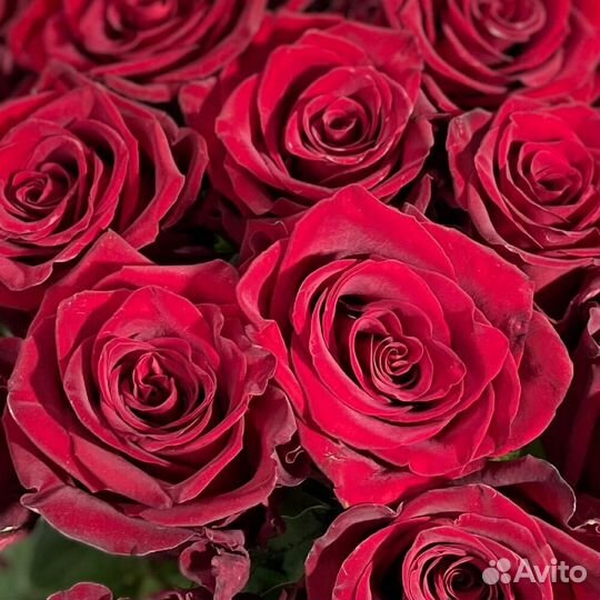 Розы эквадор