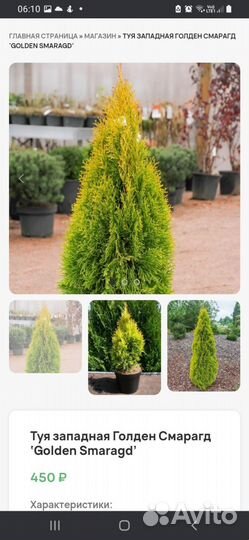 Туи в наличии разные кипарисовики