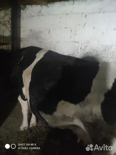 Корова дойная