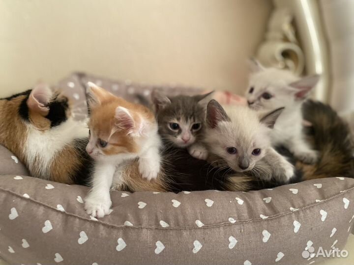 Котята в добрые руки