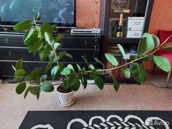 Фикус каучуконосный большой