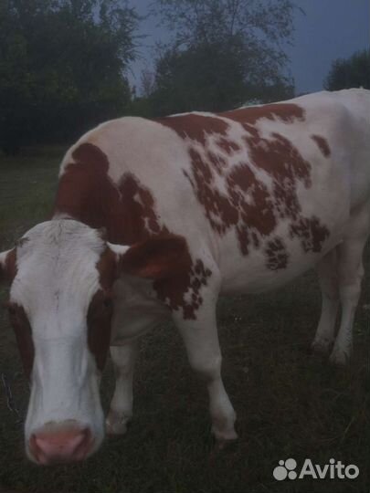 Тёлка симентальской породы 2.2года