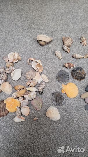 Ракушки морские