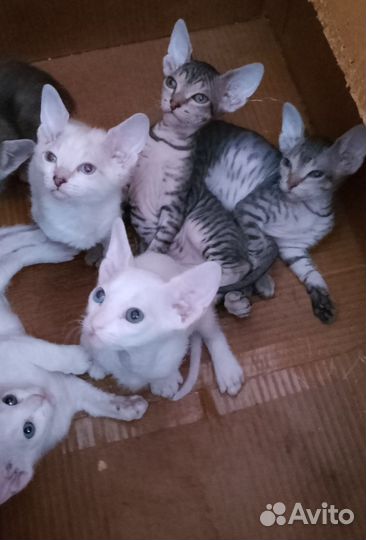 Донской сфинкс котята