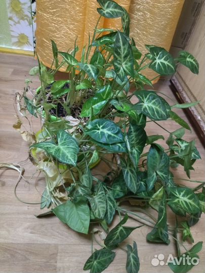 Комнатные растения бесплатно