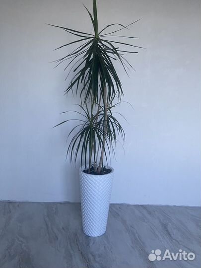 Пальма драцена