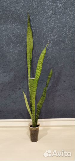 Сансевиерия зейланика