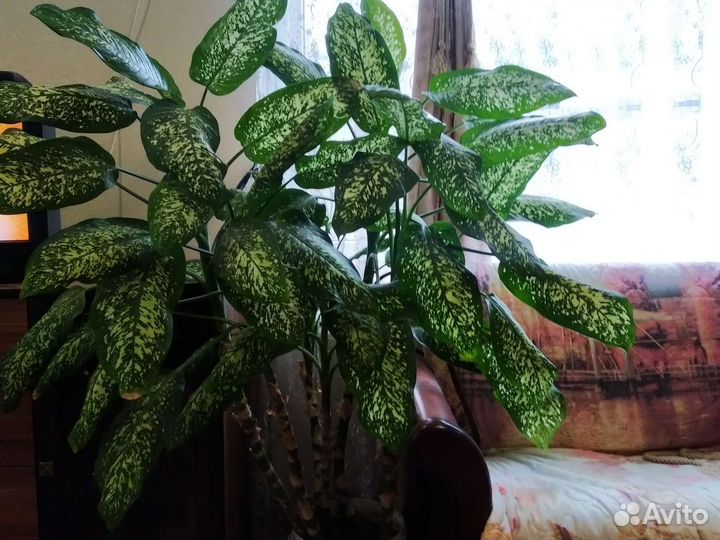 Диффенбахия