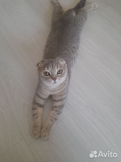 Кошка, шотландская вислоухая,в добрые руки