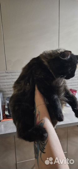 Отдам бесплатно