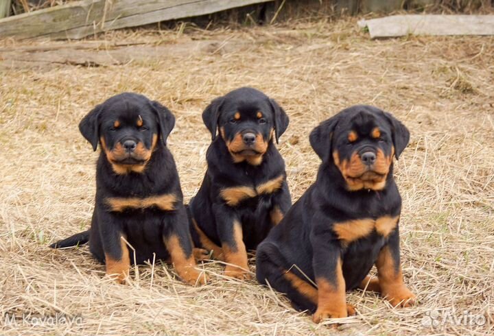 Щенки ротвейлера