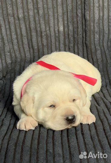 Щенки лабрадора