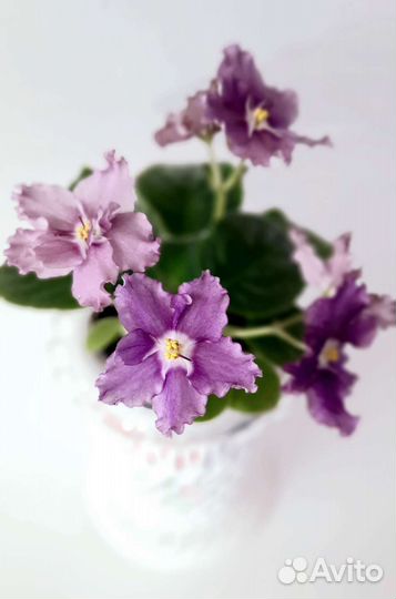 Фиалки Сортовые