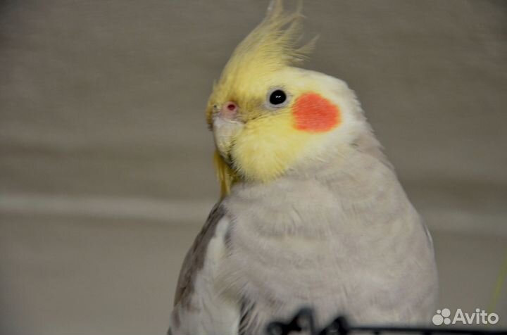 Попугай корелла с клеткой