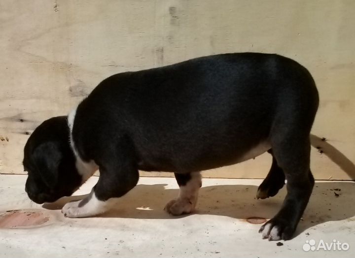 Щенки американского стаффорда