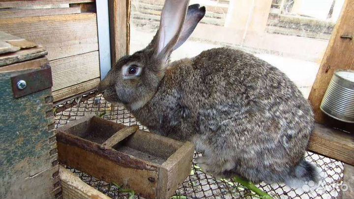 Забой скота