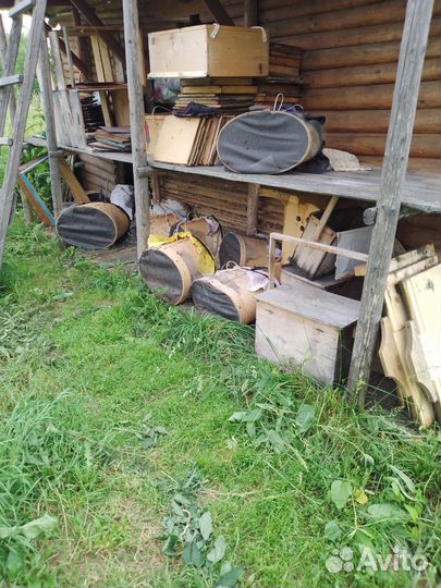 Пчелы среднерусские