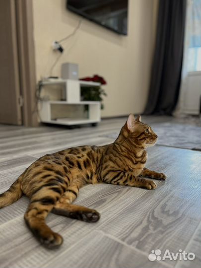 Бенгальский кот вязка