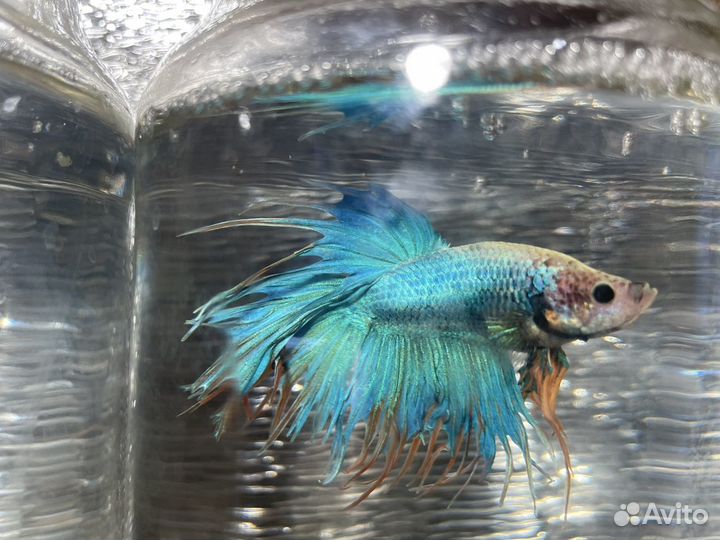 Рыбка петушок