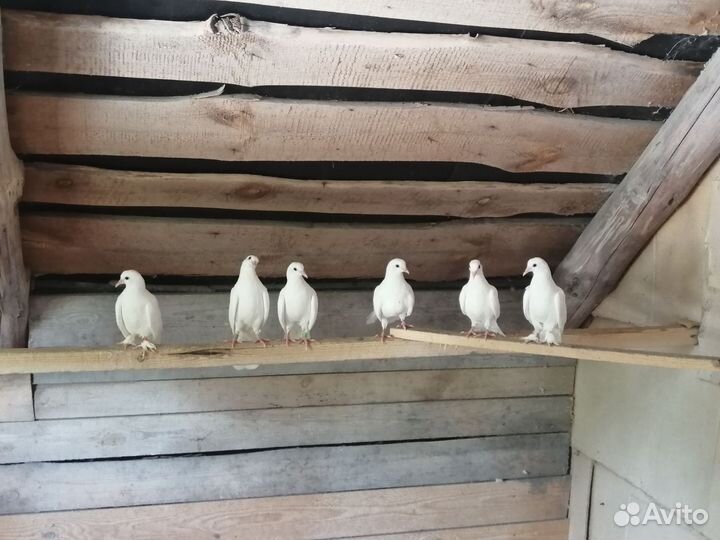 Продам Николаевских и курских голубей