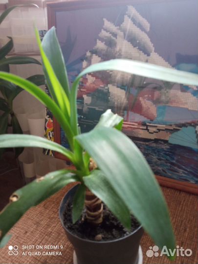 Продам цветы комнатные