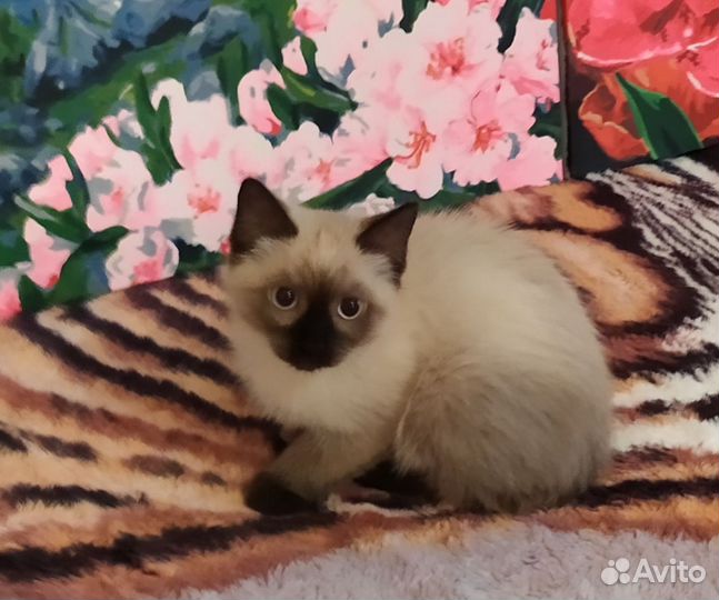 Котята на счастье