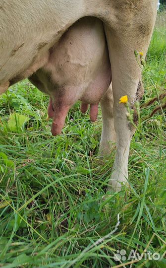 Корова дойная