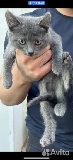 Котенок 2 месяца