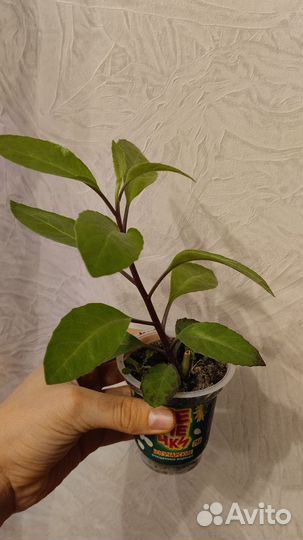 Джинура растения