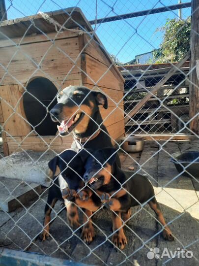 Щенки ягдтерьера