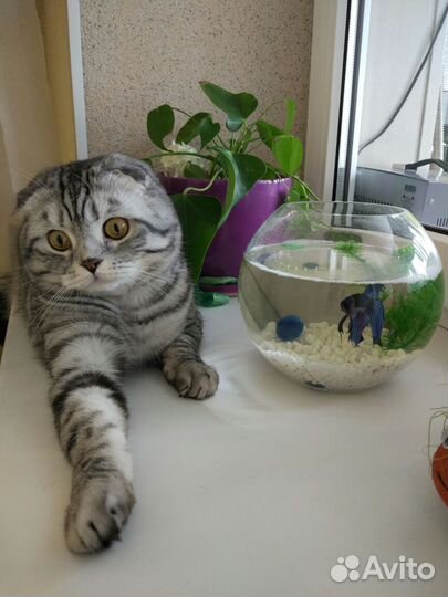 Отдам в добрые руки шотландского кота