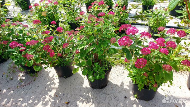Гортензия древовидная розовая