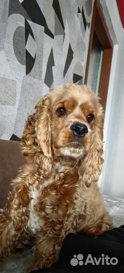 Кокер спаниель
