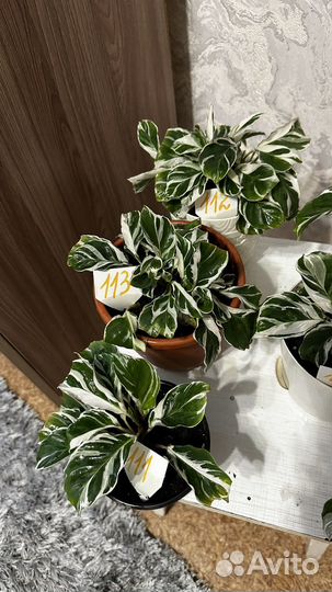 Калатея white fusion