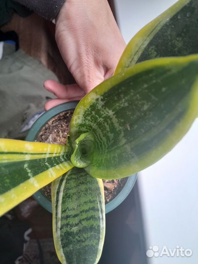 Сансевиерия