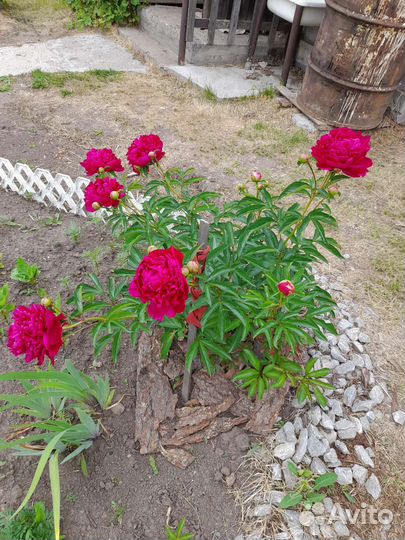 Пионы саженцы