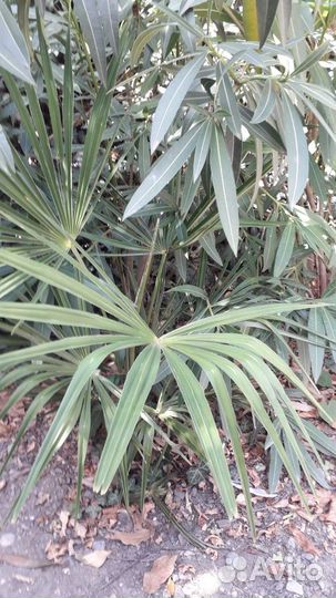 Пальма трахикарпус