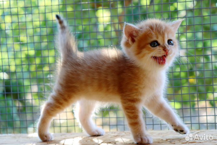 Шотландские золотые шиншиллята